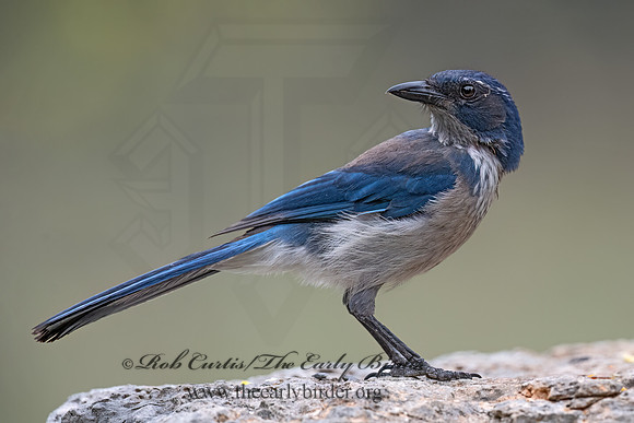 Aphelocoma woodhouseii  WOODHOUSE'S SCRUB JAY 3035417z