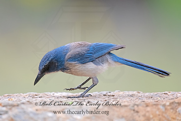 Aphelocoma woodhouseii  WOODHOUSE'S SCRUB JAY 3035259z