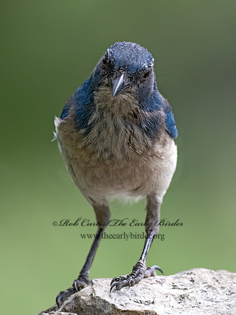 Aphelocoma woodhouseii  WOODHOUSE'S SCRUB JAY 3035430z