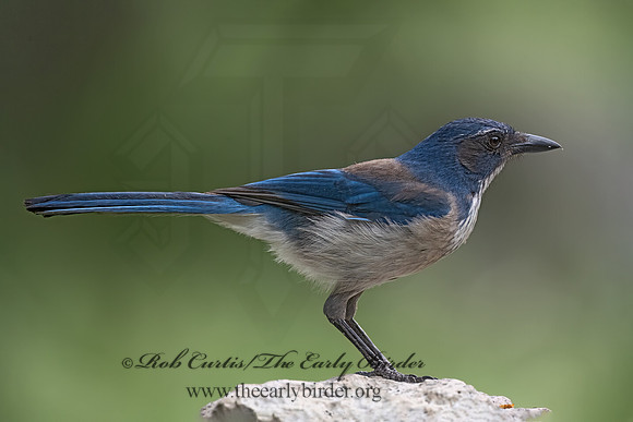 Aphelocoma woodhouseii  WOODHOUSE'S SCRUB JAY 3035439z-
