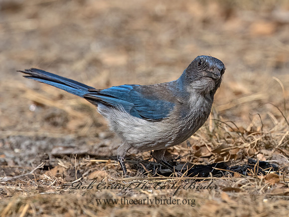 Aphelocoma woodhouseii  WOODHOUSE'S SCRUB JAY 3036674z
