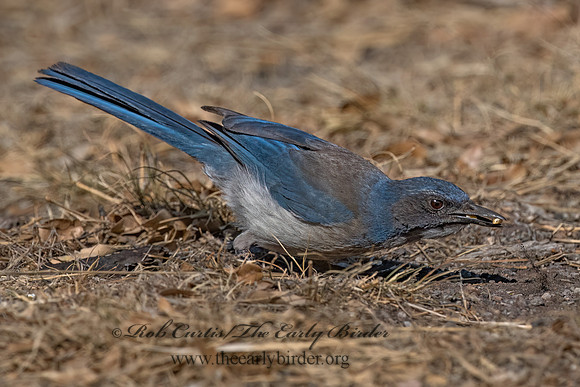 Aphelocoma woodhouseii  WOODHOUSE'S SCRUB JAY 3036675z