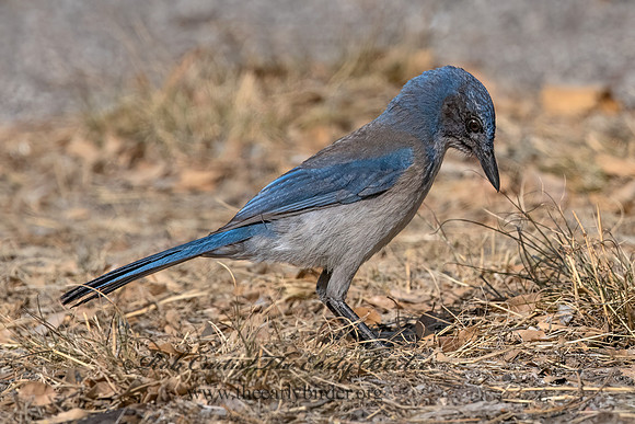 Aphelocoma woodhouseii  WOODHOUSE'S SCRUB JAY 3036676z