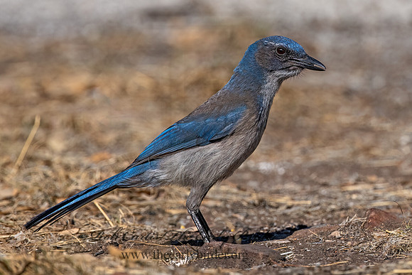 Aphelocoma woodhouseii  WOODHOUSE'S SCRUB JAY 3036682z