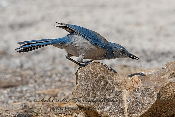 Aphelocoma woodhouseii  WOODHOUSE'S SCRUB JAY 3036712z-