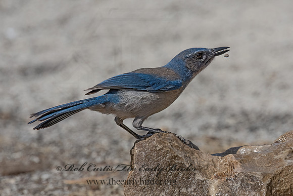 Aphelocoma woodhouseii  WOODHOUSE'S SCRUB JAY 3036713z-