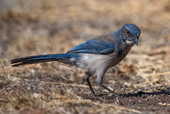 Aphelocoma woodhouseii  WOODHOUSE'S SCRUB JAY 3036688z
