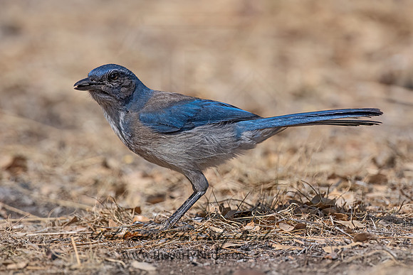 Aphelocoma woodhouseii  WOODHOUSE'S SCRUB JAY 3036692z