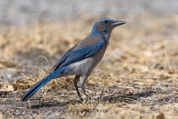 Aphelocoma woodhouseii  WOODHOUSE'S SCRUB JAY 3036695z