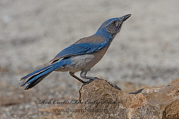Aphelocoma woodhouseii  WOODHOUSE'S SCRUB JAY 3036714z-