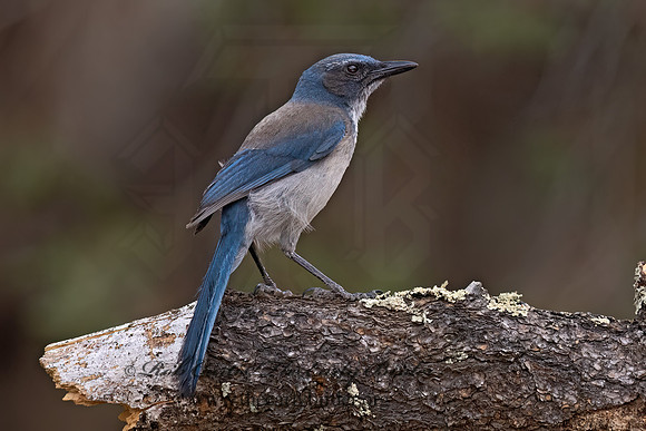 Aphelocoma woodhouseii  WOODHOUSE'S SCRUB JAY 3037709z