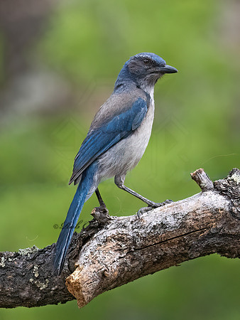 Aphelocoma woodhouseii  WOODHOUSE'S SCRUB JAY 3037782z