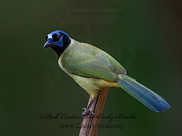 Cyanocorax yncas  GREEN JAY 3031197z-