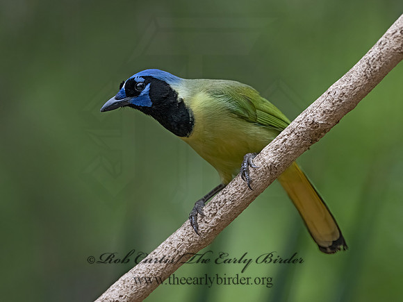 Cyanocorax yncas  GREEN JAY 3031149z-