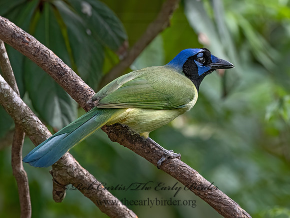 Cyanocorax yncas  GREEN JAY 3030885z