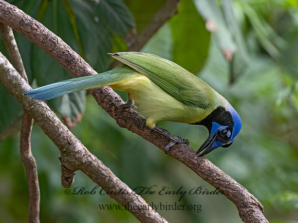 Cyanocorax yncas  GREEN JAY 3030882z