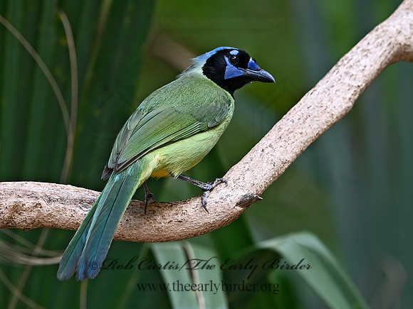 Cyanocorax yncas  GREEN JAY 3031256z