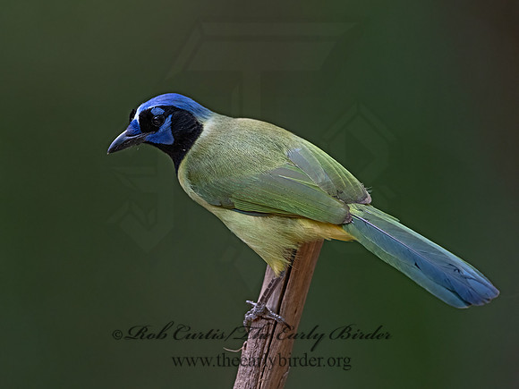 Cyanocorax yncas  GREEN JAY 3031198z-
