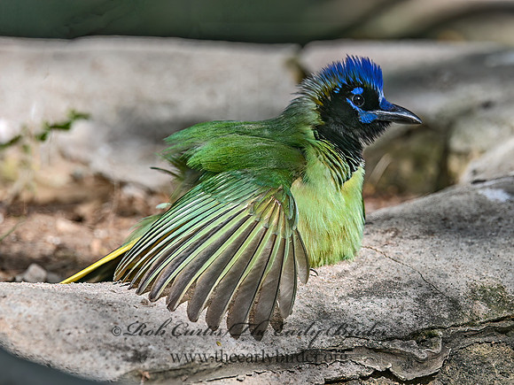Cyanocorax yncas  GREEN JAY 3031460z