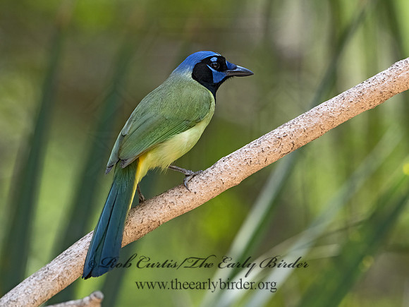 Cyanocorax yncas  GREEN JAY 3031313z-