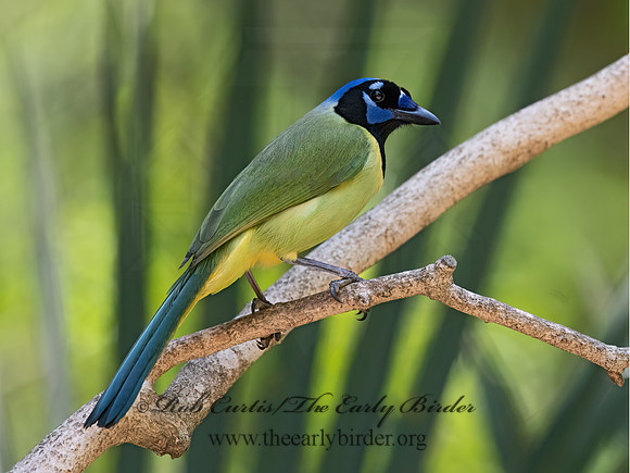 Cyanocorax yncas  GREEN JAY 3031320z-