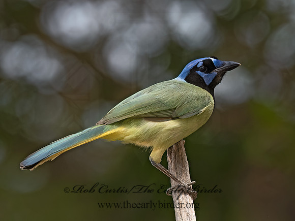 Cyanocorax yncas  GREEN JAY 3032582z