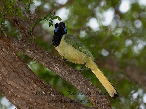 Cyanocorax yncas  GREEN JAY 3032667z-