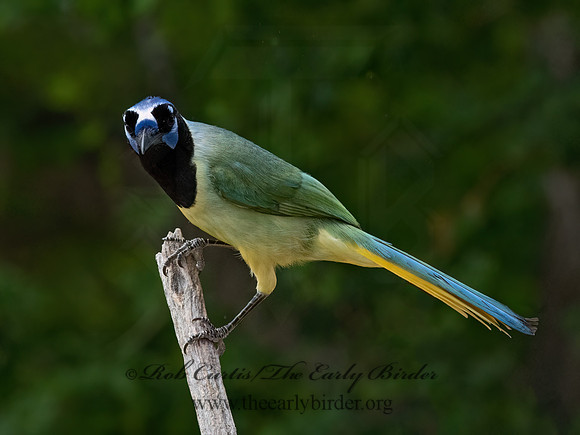 Cyanocorax yncas  GREEN JAY 3032694z