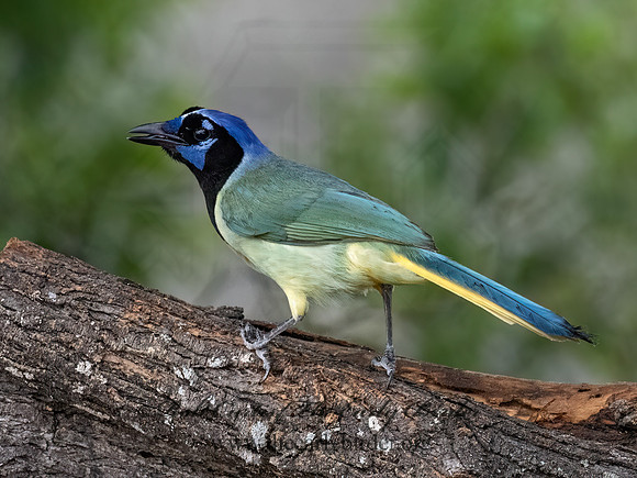 Cyanocorax yncas  GREEN JAY 3032696z