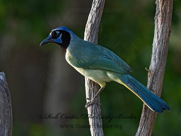 Cyanocorax yncas  GREEN JAY 3032883z