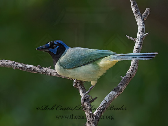 Cyanocorax yncas  GREEN JAY 3032726z