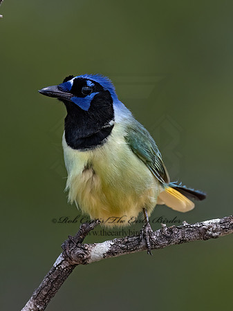 Cyanocorax yncas  GREEN JAY 3034160z
