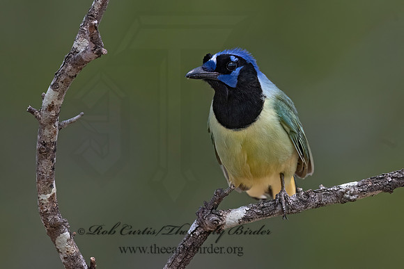 Cyanocorax yncas  GREEN JAY 3034168z