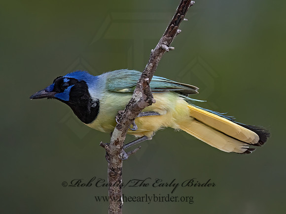 Cyanocorax yncas  GREEN JAY 3034170z