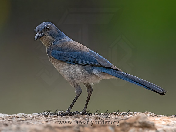 Aphelocoma woodhouseii  WOODHOUSE'S SCRUB JAY 3035487z-