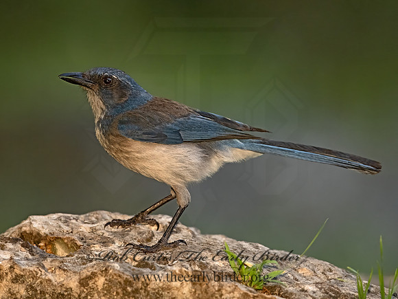 Aphelocoma woodhouseii  WOODHOUSE'S SCRUB JAY 3035693z-