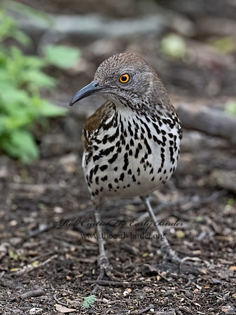 Toxostoma longirostre  LONG-BILLED THRASHER 3031039z