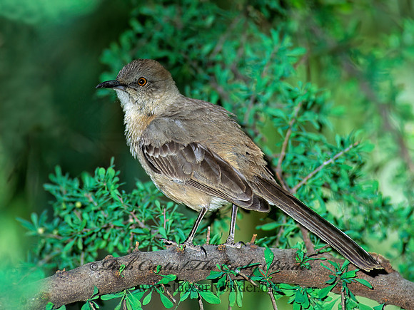 Toxostoma bendirei  BENDIRE'S THRASHER 74709z