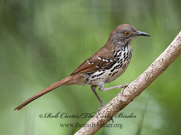 Toxostoma longirostre  LONG-BILLED THRASHER 3031186z