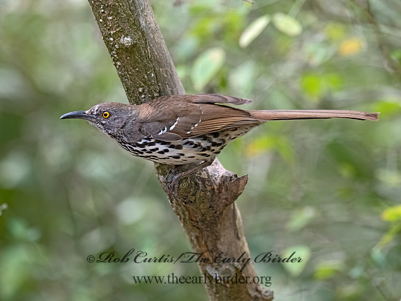 Toxostoma longirostre  LONG-BILLED THRASHER 3031248z