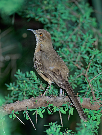 Toxostoma bendirei  BENDIRE'S THRASHER 74707z