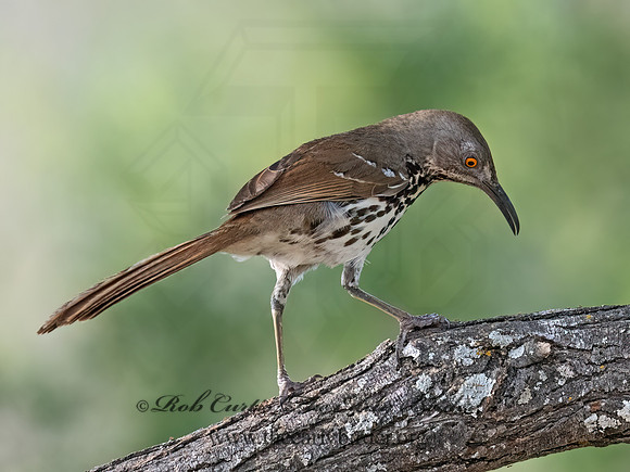 Toxostoma longirostre  LONG-BILLED THRASHER 3032771z