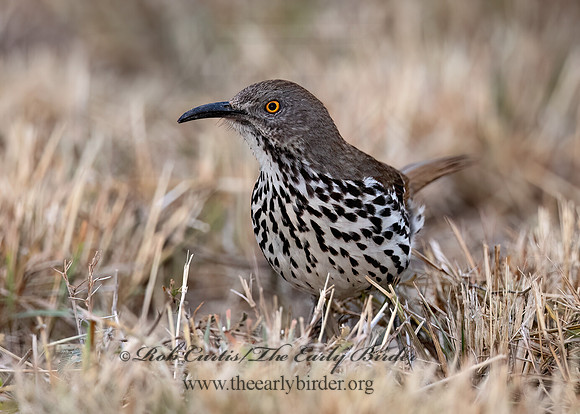 Toxostoma longirostre  LONG-BILLED THRASHER 3030784z