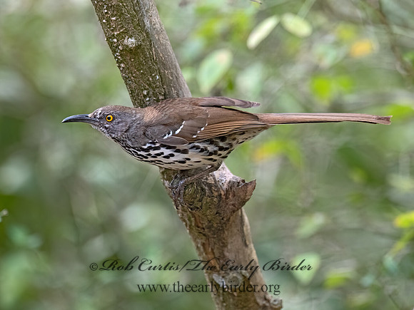 Toxostoma longirostre  LONG-BILLED THRASHER 3031248z-