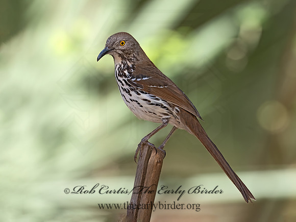 Toxostoma longirostre  LONG-BILLED THRASHER 3031464z-