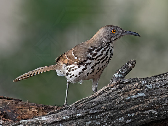 Toxostoma longirostre  LONG-BILLED THRASHER 3032769z