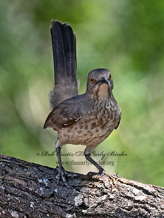 Toxostoma longirostre  LONG-BILLED THRASHER 3033055z