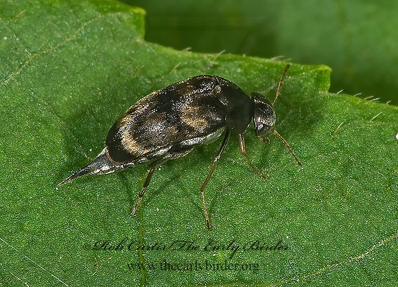 Paramordellaria triloba 8006822z
