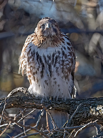 Buteo jamaicensis RED-TAILED HAWK 3048174z