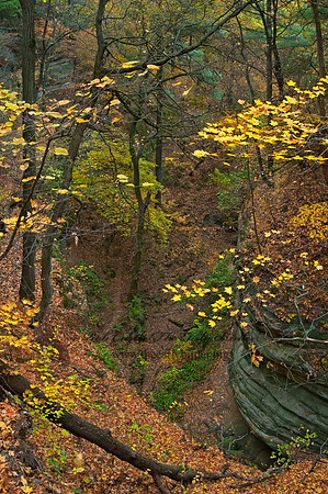 FALL FOREST SCENE 5017027z
